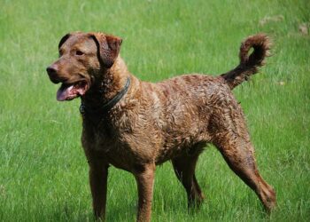 Born in the USA: la forza impressionante del Chesapeake Bay Retriever