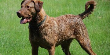 Born in the USA: la forza impressionante del Chesapeake Bay Retriever