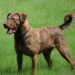 Born in the USA: la forza impressionante del Chesapeake Bay Retriever