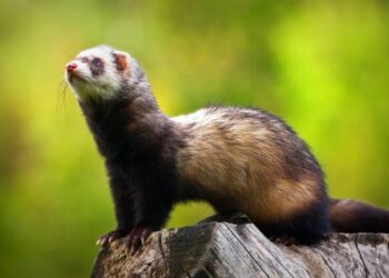 Il Progetto Nazionale sulla conservazione della puzzola e donnola in Italia