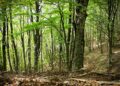 Giornata Mondiale delle Foreste, il tema del 2024 sono le nuove tecnologie