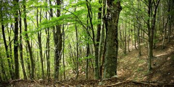 Giornata Mondiale delle Foreste, il tema del 2024 sono le nuove tecnologie