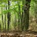 Giornata Mondiale delle Foreste, il tema del 2024 sono le nuove tecnologie
