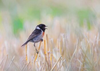 Uccelli che nidificano nei prati: dalla Provincia di Bolzano un premio per lo sfalcio tardivo