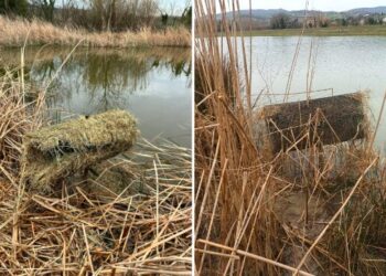 Macerata, predisposti i nidi artificiali per la nidificazione del germano reale