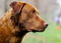 Born in the USA: la forza impressionante del Chesapeake Bay Retriever