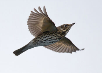 Telemetria satellitare tordo bottaccio: le partenze continuano