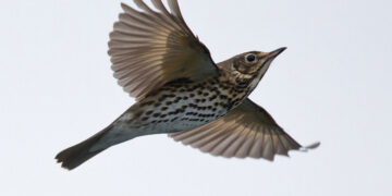 Telemetria satellitare tordo bottaccio: le partenze continuano