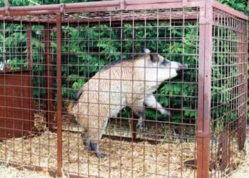 Coldiretti Ascoli-Fermo scrive al Prefetto: “Necessarie gabbie di cattura per i cinghiali”