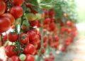 Appello dell’ANICAV ai cacciatori: “Non abbandonate i bossoli nei campi di pomodoro”