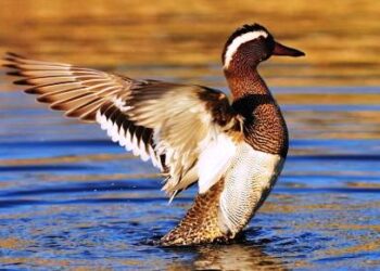 ACMA e migrazioni, finalmente le marzaiole sono arrivate