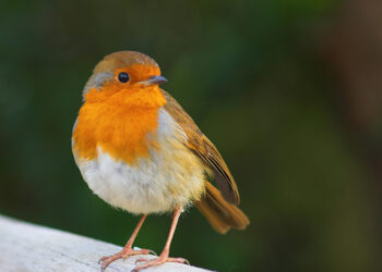 ANUU: “Godiamoci lo spettacolo della migrazione prenuziale 2024”