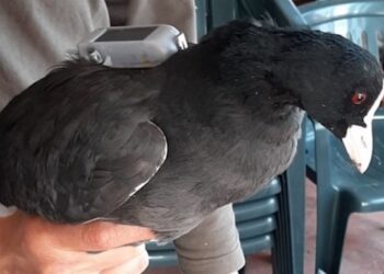 ACMA: “Il movimento migratorio delle folaghe si è stabilizzato”