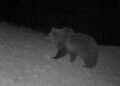 Alto Adige, l’orso M75 si è svegliato dal letargo