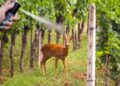 Caprioli e danni ai vigneti, nel Parco delle 5 Terre ci si affida agli spray repellenti
