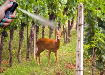 Caprioli e danni ai vigneti, nel Parco delle 5 Terre ci si affida agli spray repellenti