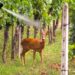 Caprioli e danni ai vigneti, nel Parco delle 5 Terre ci si affida agli spray repellenti