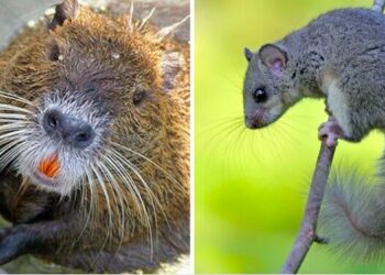 Cuneo, prorogati i piani provinciali per il controllo del ghiro e della nutria
