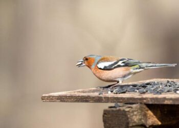 Caccia in Umbria: chieste modifiche al calendario su cinghiali e fringuelli