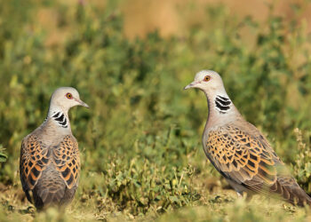 FACE: “Prove schiaccianti sul fatto che i cacciatori migliorano gli habitat per selvaggina e fauna selvatica”