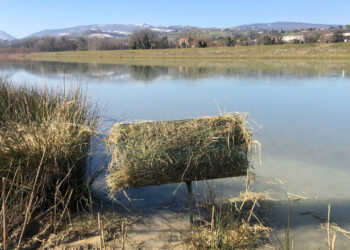 Marche, prosegue per il 4° anno il progetto ACMA-FIDC per predisporre nidi artificiali per i germani reali