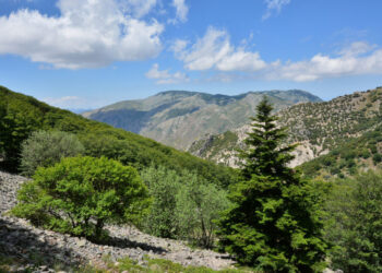 Parco delle Madonie: “I Comuni introducano le gabbie per contrastare i selvatici”