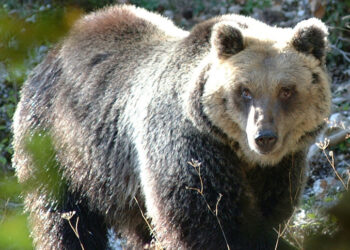 Al via il processo per l’uccisione dell’Orsa Amarena