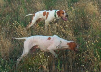 In Italia il numero dei pointer è in diminuzione