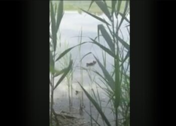 Laghi da caccia oasi di biodiversità, nelle zone umide create e mantenute dai cacciatori sono nate le folaghe
