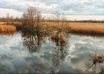 Toscana, il Lago di Porta sta morendo dopo l’estromissione dei cacciatori