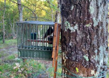 Richiami vivi: Arci Caccia Pistoia scrive a Regione per modificare delibera