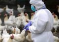 Influenza aviaria, muore 59enne: era il primo caso umano al mondo