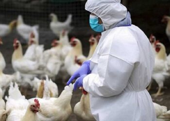 Influenza aviaria, muore 59enne: era il primo caso umano al mondo