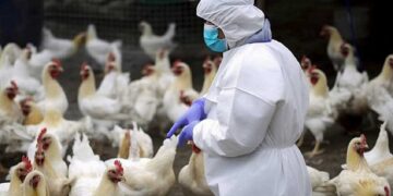 Influenza aviaria, muore 59enne: era il primo caso umano al mondo