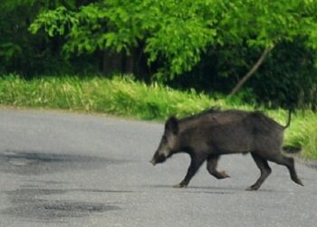 Travolge un cinghiale con lo scooter: 58enne muore alle porte di Roma