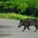 Travolge un cinghiale con lo scooter: 58enne muore alle porte di Roma