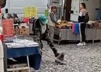 Uccise una nutria a bastonate: 72enne rischia 2 anni di carcere e 45mila euro di multa