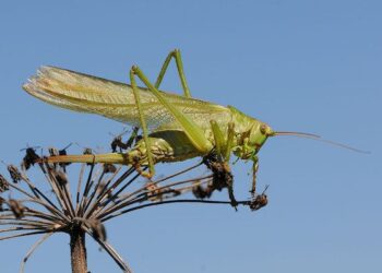 Caldo: con le temperature record tornano le cavallette