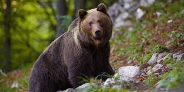 Trentino, il TAR blocca l’abbattimento dell’orsa che ha ferito un turista