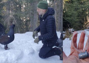 Val di Fiemme, gallo cedrone troppo confidente con le persone: riabilitato e trasferito