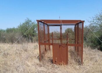 Avviate le operazioni di installazione delle gabbie per la cattura dei cinghiali nel Parco della Murgia Materana
