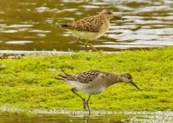 ACMA lancia il “Progetto Combattente” per il monitoraggio della specie