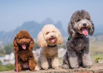 Razza Barbone: ufficiale dal 1° agosto la nuova varietà “altri colori”