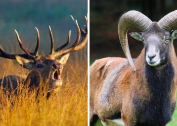 Toscana, pubblicate le delibere per il prelievo di mufloni e cervi