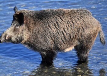 Bimbo ferito da un cinghiale in Sardegna, si valuta l’abbattimento