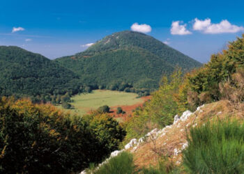 Campania, il Parco del Partenio approva i piani di prelievo dei cinghiali