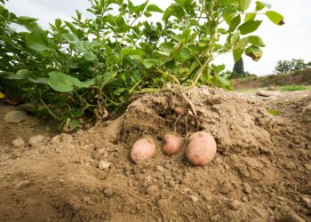 In Toscana crolla la produzione di patate per colpa della fauna selvatica