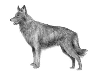 Novità per il cane da pastore olandese: l’ENCI comunica il colore del mantello non previsto