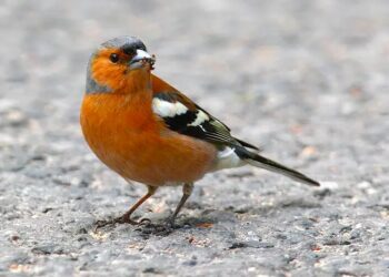 Passo migratorio – FIDC Brescia: “Pochi sasselli e cesene, presenza massiccia di fringuelli”