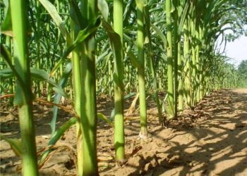 Semina mais vicino al capanno di caccia per attirare i cinghiali: licenza revocata